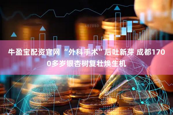 牛盈宝配资官网 “外科手术”后吐新芽 成都1700多岁银杏树复壮焕生机