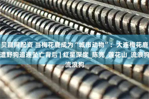 贝赢网配资 当梅花鹿成为“城市动物”：大连梅花鹿遭野狗追逐坠亡背后 | 红星深度_陈亮_莲花山_流浪狗