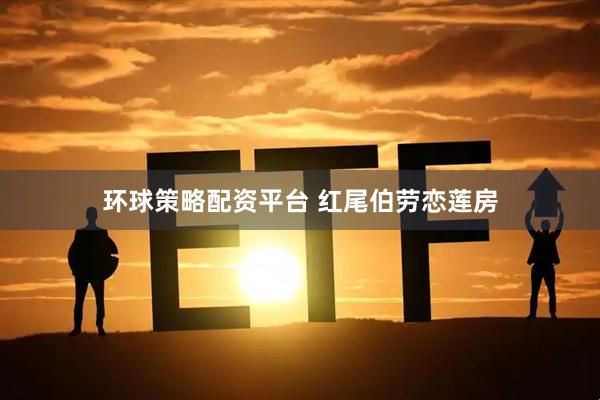 环球策略配资平台 红尾伯劳恋莲房